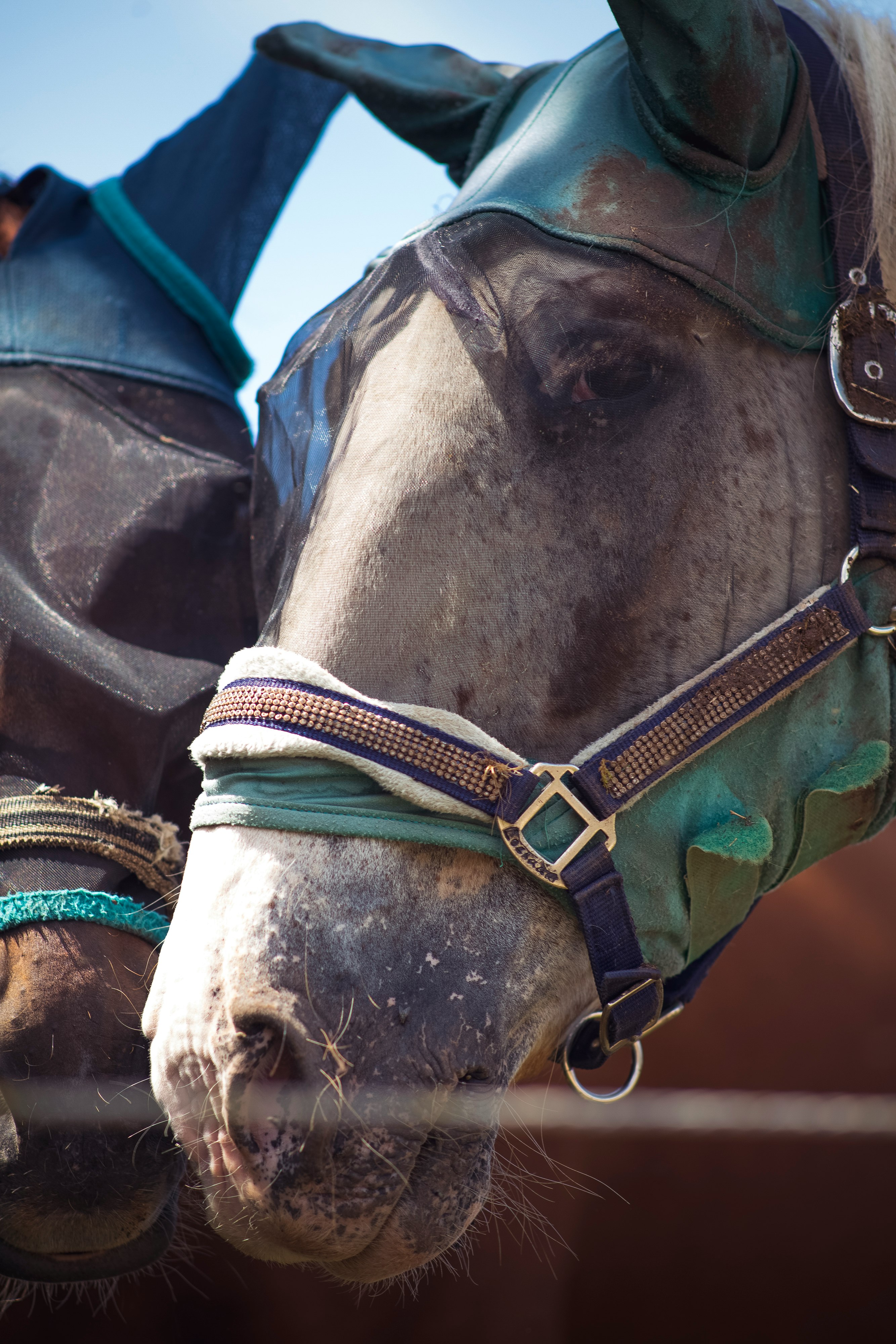 black horse with white strap